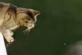 喵星人一直盯着海水看，突然钻出几只海豚，喵星人的爪子准备好了图片