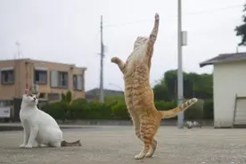 摄影达人专拍「站立漂浮猫咪」喵星人都像在跳舞啊图片