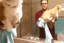 萌宠搞笑图第374：原来柯基身上有开关，竟然在屁股上图片