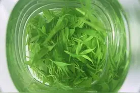 余庆小叶苦丁是个宝，用得好胜过冬虫夏草！图片