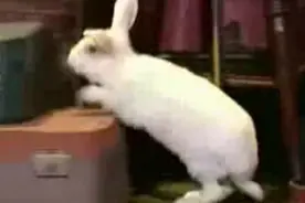 宠物兔子说英文做演讲？图片
