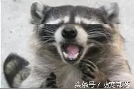 萌宠们惊讶表情合集。。。要不要这么搞图片