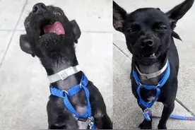 收容所帮狗狗拍萌照征主人，狗狗表情超怪引网友大量转发图片