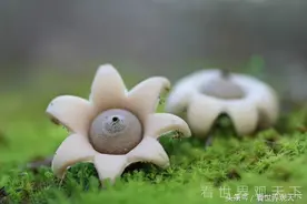 漂亮的蘑菇没有毒！这些高颜值蘑菇你吃过几种图片