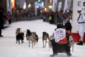狗拉雪橇比赛图片