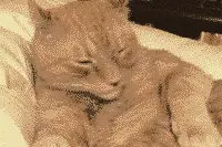 流浪小白猫亲了一下橘猫，结果被橘猫收养做童养媳了！图片