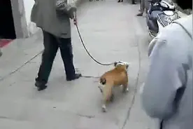 斗牛犬偷懒倒在地上耍无赖，主人一招制服图片