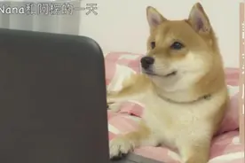 表情红人柴犬的日常，和阿愣的一天，他也被韩流给侵袭了图片