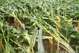富源县黄泥河镇又迎暴风雨，党委政府积极组织救灾图片