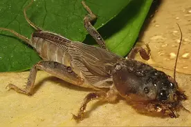 为何说蝼蛄是昆虫界的挖掘机？图片