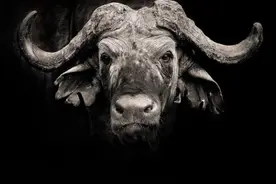 非洲水牛-非洲最危险的动物之一图片