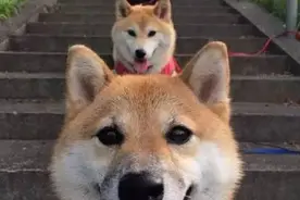 柴犬三傻楼梯拍照，这画风也是醉醉哒图片