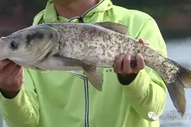 盛夏钓鲢鳙，这个子线长度及钩距才最佳!图片