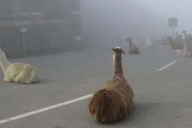 野生骆马悠闲的在赛车路段“趴趴走”，是想要收过路费的意思吗？图片