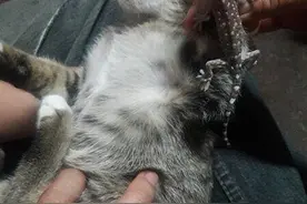 淘气小猫被壁虎咬住脚不放 令主人哭笑不得图片
