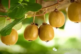 农事指导|猕猴桃黄化病的七大原因图片