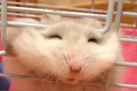 仓鼠犯错后为了躲避主人惩罚试图越狱，结果脑袋被挤成这个样子图片