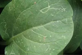 规模化种植盆栽蔬菜，叶片上的鬼画符，潜叶蝇怎么治？图片