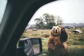 路上偶遇一只熊，向它挥挥手它竟向人类伸开了手掌，挥挥手图片