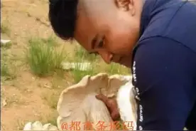 这是什么“鸡枞”？保山惊现野生菌“巨无霸”，村民们都惊呆了！图片