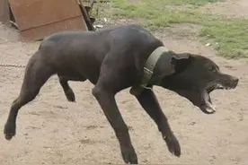 生性凶猛的比特犬变身温柔奶爸，细心照顾小猫咪图片