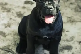 “我是大主宰”—意大利护卫犬图片