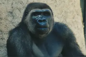 生火，烤棉花糖，这是一只成精的猩星人图片