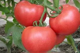 番茄（西红柿）怀璧其中，番茄酱也沾光图片