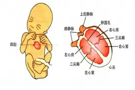 医霸荐读！正常胎儿心脏超声解剖图片