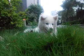 自家养的小萨摩耶，一言不合就趴下~~图片