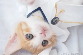 猫咪COS《刀剑乱舞》鶴丸国永和山姥切国広！百分百还原！图片