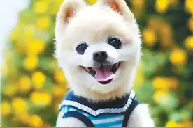 宠物清洁消毒全攻略图片