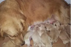 狗狗第一次当妈妈不知道怎样照顾幼犬，这时候应该怎么办？图片