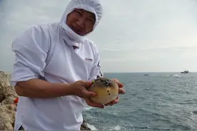 这只河豚很特别，第一次钓到这样的！萌妹子都喜欢图片