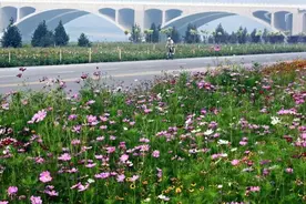 石家庄这里美翻了！滹沱河北岸已成最美花海！图片