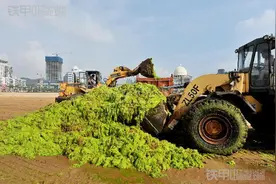 装载机为青岛立功  清除入侵浒苔带来城市美观图片