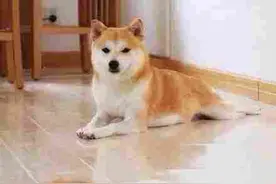 柴柴的母爱是狗界最温暖的太阳！图片