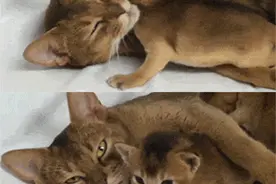 没想到猫妈妈竟然这样对宝宝图片