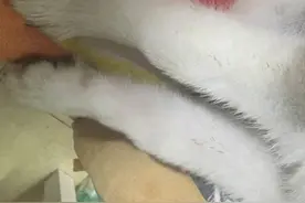 仓鼠半夜越狱逃出笼子，没想到居然被二哈活活吃掉，主人直接气哭图片