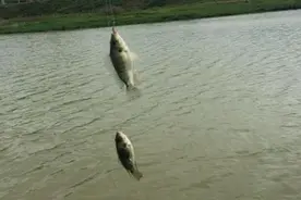 钓罗非的鱼饵要腥和鲜，诱惑力超强图片