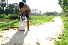 小孩用水桶制作捕鱼神器，放在稻田下水口，鱼儿自动往里钻视频封面