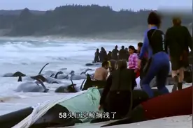 感人的大救援，58头巨头鲸集体“搁浅”事件视频封面