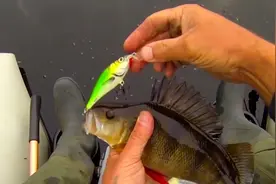 小哥用假鱼饵也能钓上来鱼 这操作简直太溜了视频封面
