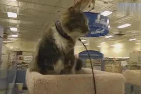 带猫咪逛商场，猫咪看上一个猫爬架：你看着办吧
