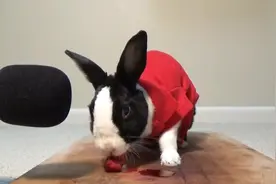 兔子第一次吃草莓，吃完还不忘记舔汤汁，简直太美味了视频封面