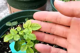 盆栽玫瑰花等花卉叶子发黄怎么办，喷一喷绿叶宝，3-5天即可见效 为了联盟而战视频封面