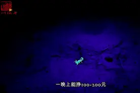 知道蝎子怎么才能发光吗？来看看晚上抓蝎子，个个都发光视频封面