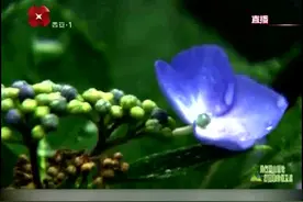 《陕西省秦岭生态环境保护条例》解读之规划篇！视频封面