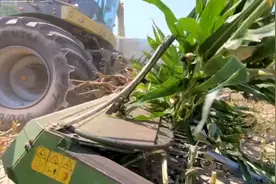 老式联合收割机，一次就能收割玉米青储11排，效果照样杠杠的视频封面