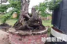 大型老树桩盆景欣赏，根部虬劲有力，造型奇特，古朴自然！视频封面